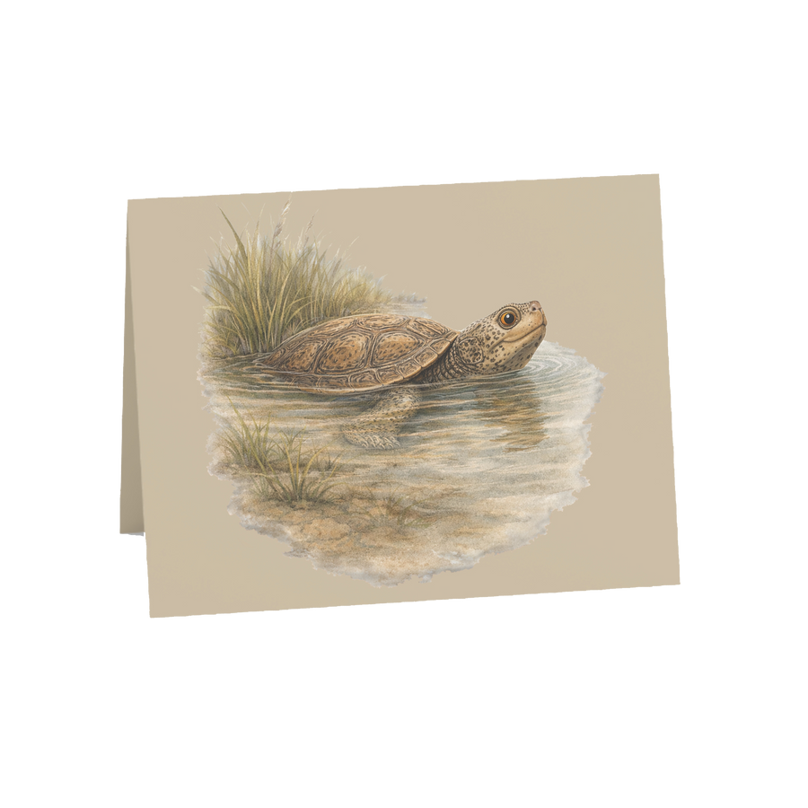 Coastal Terrapin Greeting Cards, 10ct
