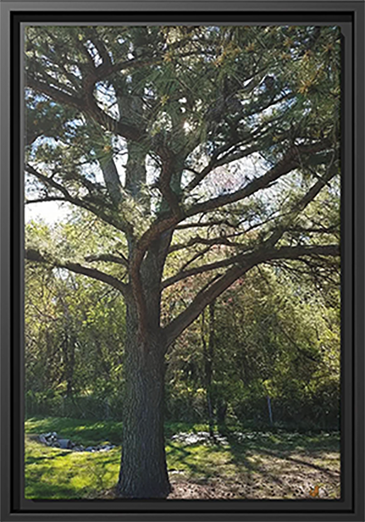 The Elder Sentinel, Framed Canvas Print